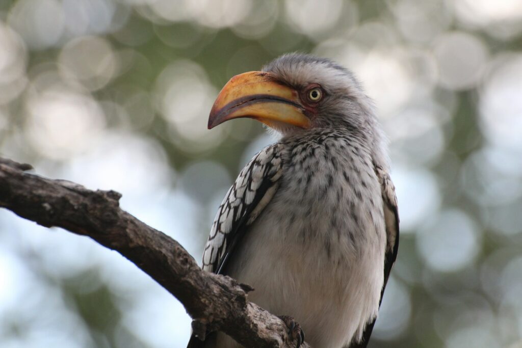 A short rest stop in the Kruger National Park welcomed a Southerly Yellow-Billed Hornbill to the tree above me. More commonly know as Zazu from The Lion King (Yup sadly he’s not really blue!). I like the little bit of attitude this one displayed as I got close to take the snap!